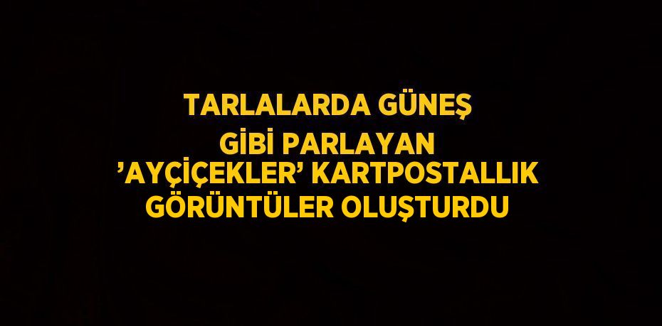 TARLALARDA GÜNEŞ GİBİ PARLAYAN ’AYÇİÇEKLER’ KARTPOSTALLIK GÖRÜNTÜLER OLUŞTURDU