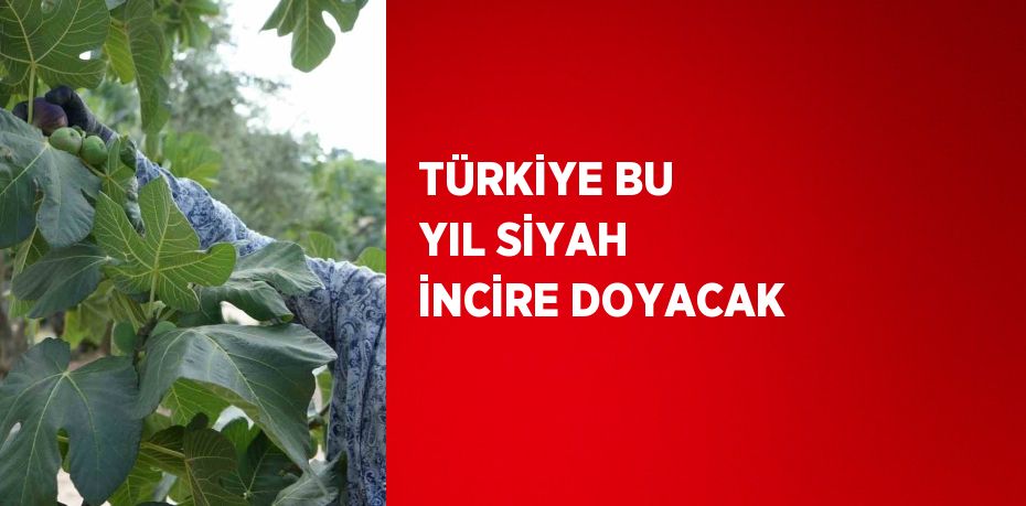 TÜRKİYE BU YIL SİYAH İNCİRE DOYACAK