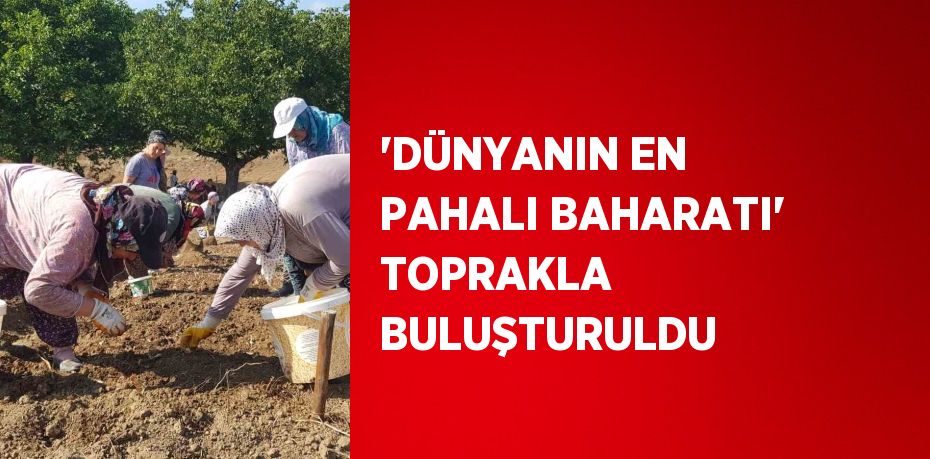 'DÜNYANIN EN PAHALI BAHARATI' TOPRAKLA BULUŞTURULDU