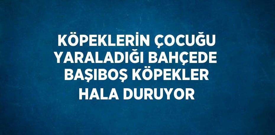 KÖPEKLERİN ÇOCUĞU YARALADIĞI BAHÇEDE BAŞIBOŞ KÖPEKLER HALA DURUYOR