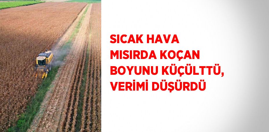 SICAK HAVA MISIRDA KOÇAN BOYUNU KÜÇÜLTTÜ, VERİMİ DÜŞÜRDÜ