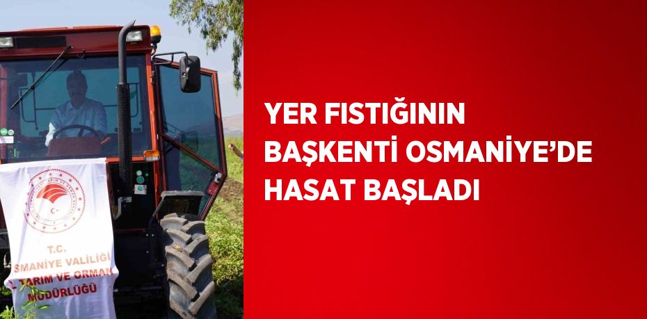 YER FISTIĞININ BAŞKENTİ OSMANİYE’DE HASAT BAŞLADI