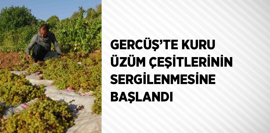 GERCÜŞ’TE KURU ÜZÜM ÇEŞİTLERİNİN SERGİLENMESİNE BAŞLANDI