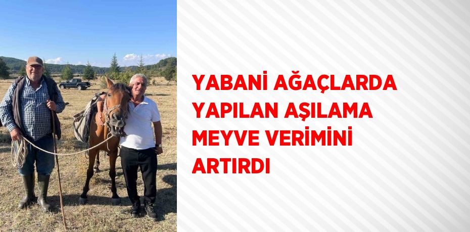 YABANİ AĞAÇLARDA YAPILAN AŞILAMA MEYVE VERİMİNİ ARTIRDI