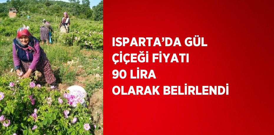 ISPARTA’DA GÜL ÇİÇEĞİ FİYATI 90 LİRA OLARAK BELİRLENDİ