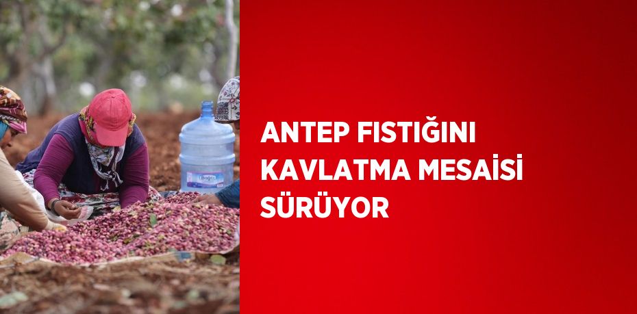 ANTEP FISTIĞINI KAVLATMA MESAİSİ SÜRÜYOR