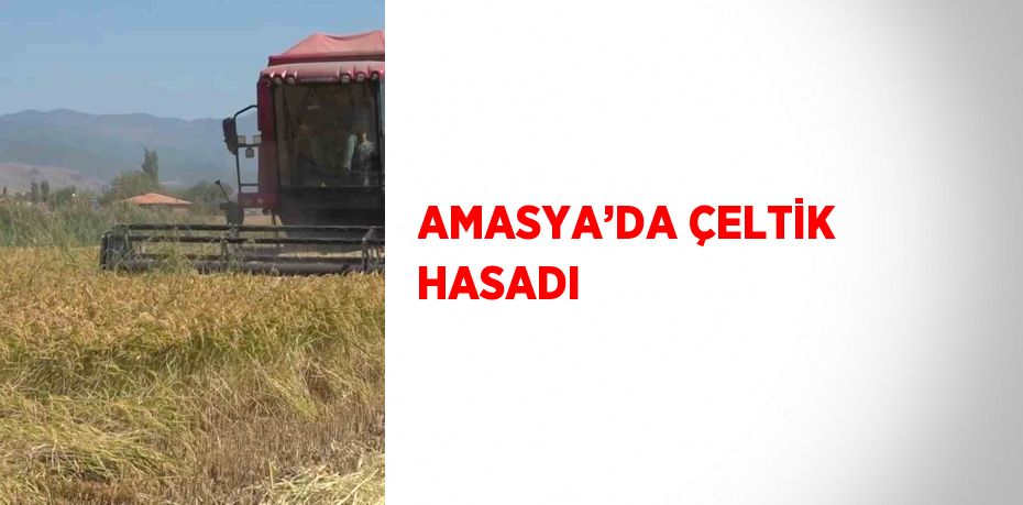 AMASYA’DA ÇELTİK HASADI