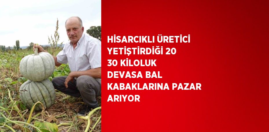 HİSARCIKLI ÜRETİCİ YETİŞTİRDİĞİ 20 30 KİLOLUK DEVASA BAL KABAKLARINA PAZAR ARIYOR