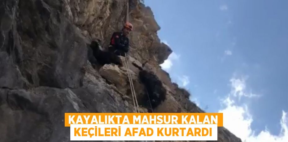 KAYALIKTA MAHSUR KALAN KEÇİLERİ AFAD KURTARDI