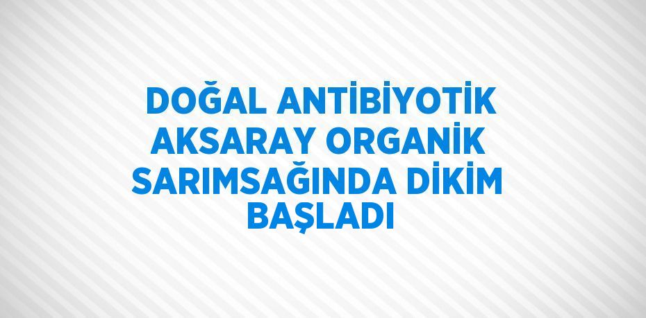 DOĞAL ANTİBİYOTİK AKSARAY ORGANİK SARIMSAĞINDA DİKİM BAŞLADI