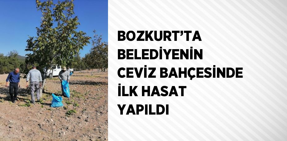 BOZKURT’TA BELEDİYENİN CEVİZ BAHÇESİNDE İLK HASAT YAPILDI