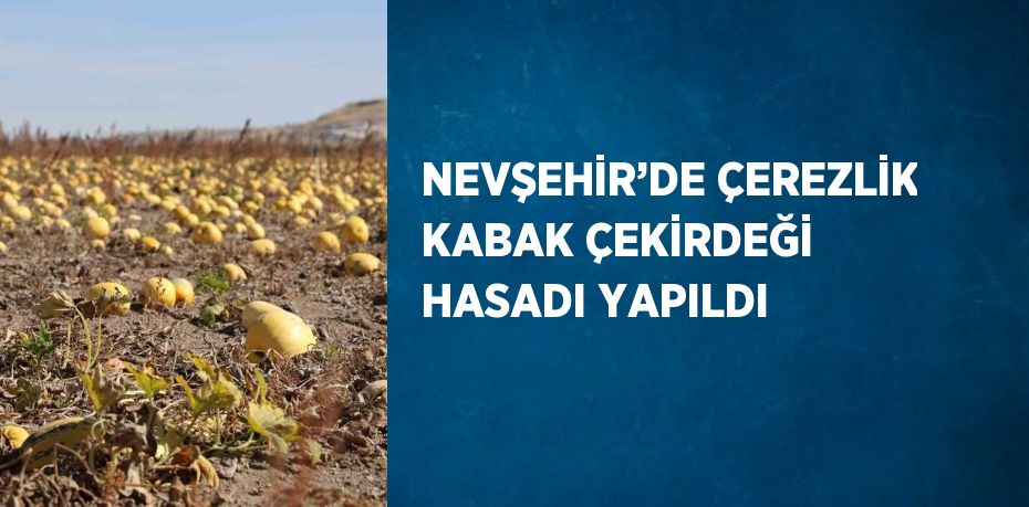 NEVŞEHİR’DE ÇEREZLİK KABAK ÇEKİRDEĞİ HASADI YAPILDI