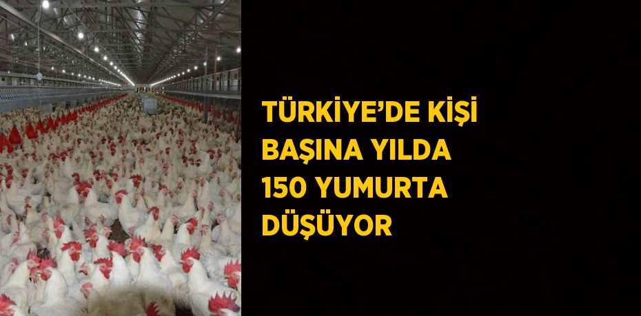 TÜRKİYE’DE KİŞİ BAŞINA YILDA 150 YUMURTA DÜŞÜYOR