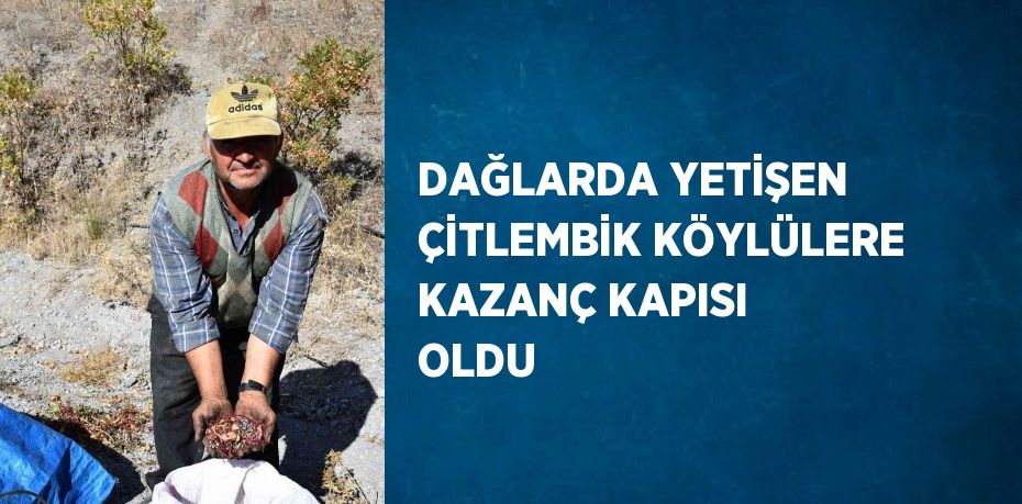 DAĞLARDA YETİŞEN ÇİTLEMBİK KÖYLÜLERE KAZANÇ KAPISI OLDU