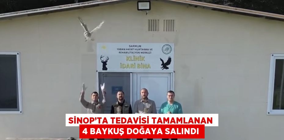 SİNOP’TA TEDAVİSİ TAMAMLANAN 4 BAYKUŞ DOĞAYA SALINDI