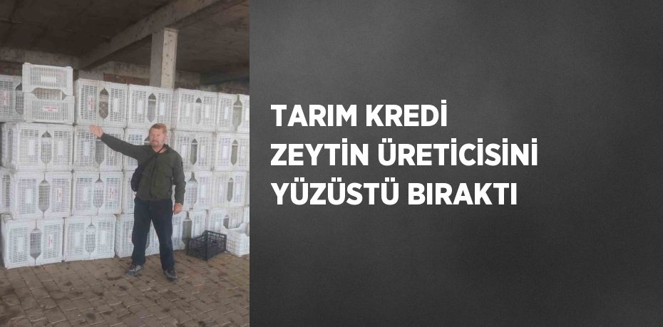 TARIM KREDİ ZEYTİN ÜRETİCİSİNİ YÜZÜSTÜ BIRAKTI