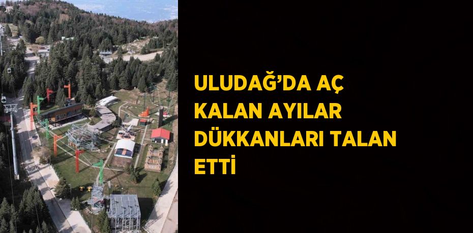 ULUDAĞ’DA AÇ KALAN AYILAR DÜKKANLARI TALAN ETTİ