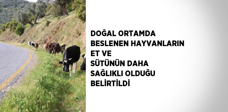 DOĞAL ORTAMDA BESLENEN HAYVANLARIN ET VE SÜTÜNÜN DAHA SAĞLIKLI OLDUĞU BELİRTİLDİ