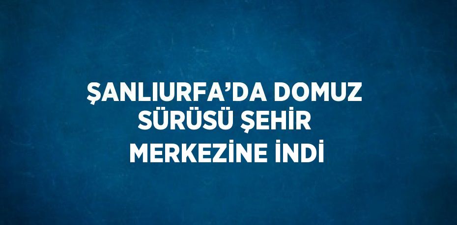 ŞANLIURFA’DA DOMUZ SÜRÜSÜ ŞEHİR MERKEZİNE İNDİ