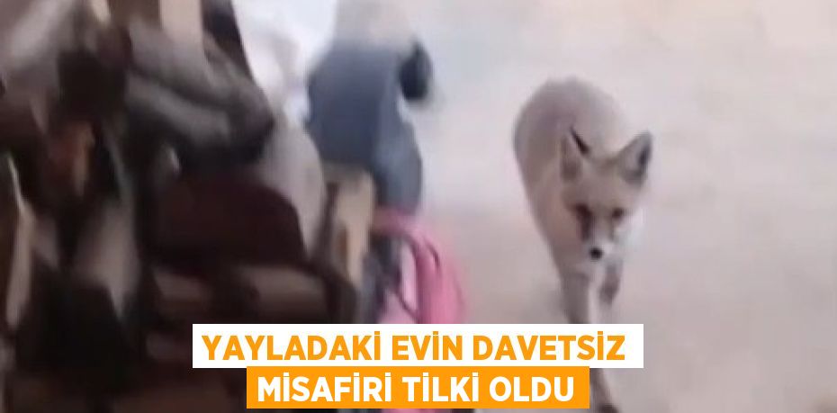 YAYLADAKİ EVİN DAVETSİZ MİSAFİRİ TİLKİ OLDU