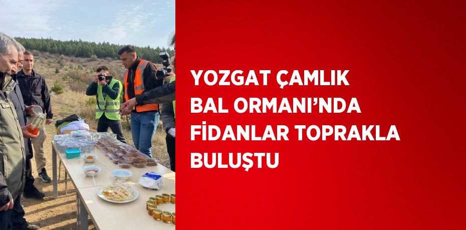 YOZGAT ÇAMLIK BAL ORMANI’NDA FİDANLAR TOPRAKLA BULUŞTU