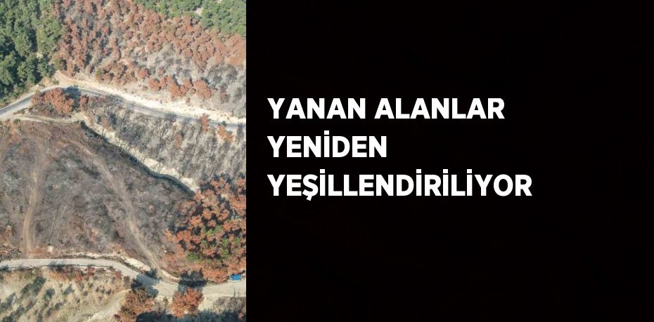 YANAN ALANLAR YENİDEN YEŞİLLENDİRİLİYOR