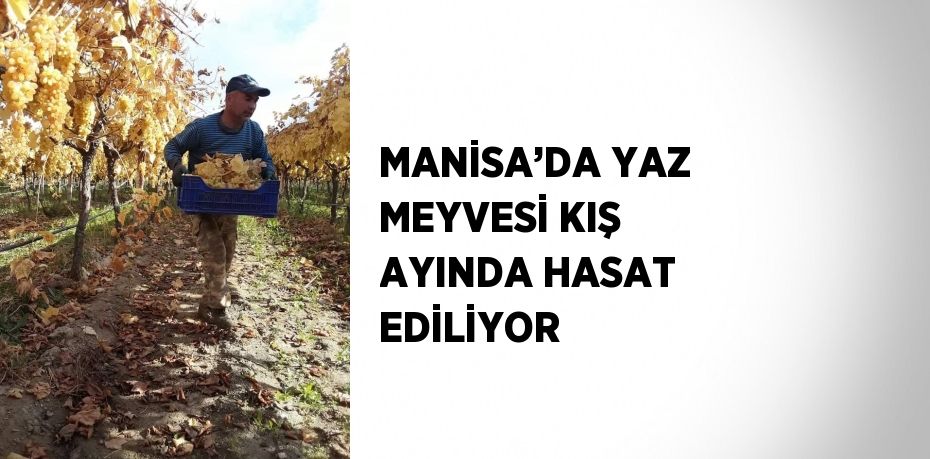 MANİSA’DA YAZ MEYVESİ KIŞ AYINDA HASAT EDİLİYOR