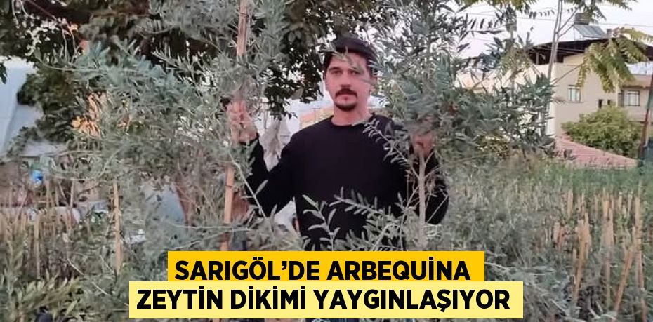 SARIGÖL’DE ARBEQUİNA ZEYTİN DİKİMİ YAYGINLAŞIYOR