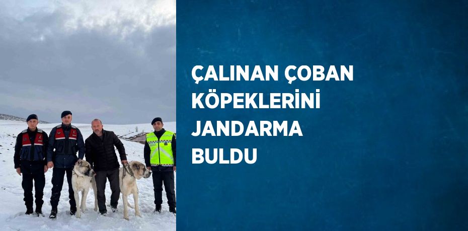 ÇALINAN ÇOBAN KÖPEKLERİNİ JANDARMA BULDU