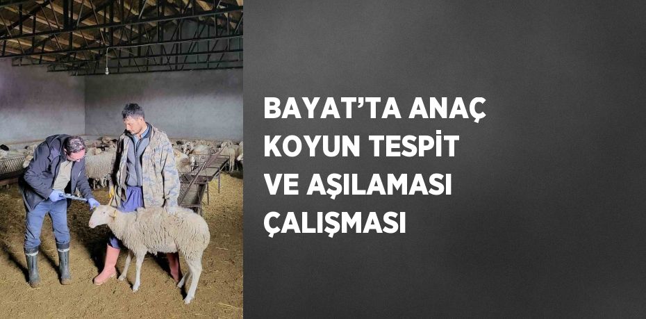 BAYAT’TA ANAÇ KOYUN TESPİT VE AŞILAMASI ÇALIŞMASI