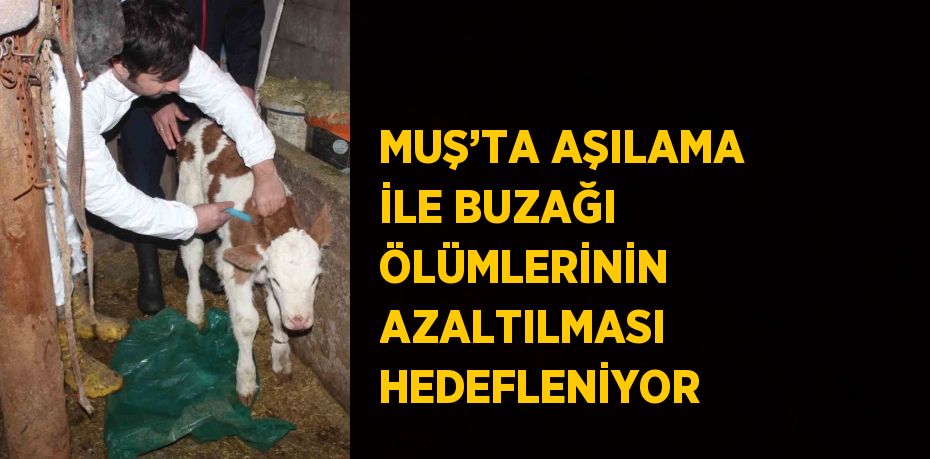 MUŞ’TA AŞILAMA İLE BUZAĞI ÖLÜMLERİNİN AZALTILMASI HEDEFLENİYOR