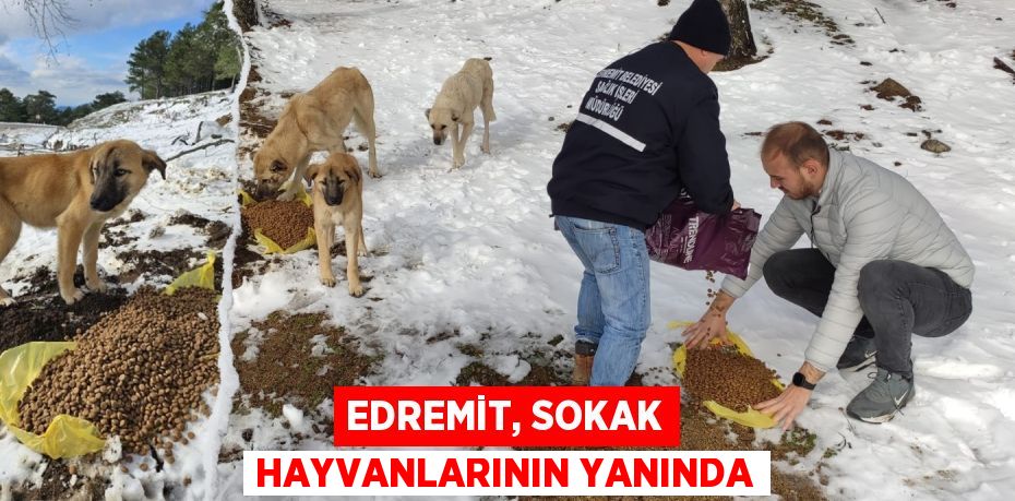 EDREMİT, SOKAK HAYVANLARININ YANINDA