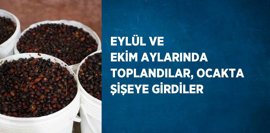 EYLÜL VE EKİM AYLARINDA TOPLANDILAR, OCAKTA ŞİŞEYE GİRDİLER