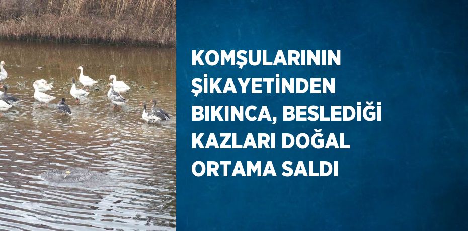 KOMŞULARININ ŞİKAYETİNDEN BIKINCA, BESLEDİĞİ KAZLARI DOĞAL ORTAMA SALDI