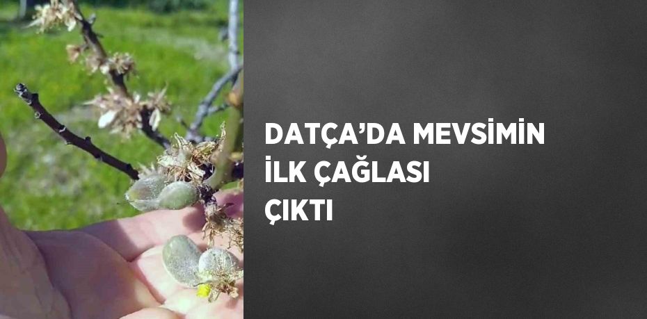 DATÇA’DA MEVSİMİN İLK ÇAĞLASI ÇIKTI