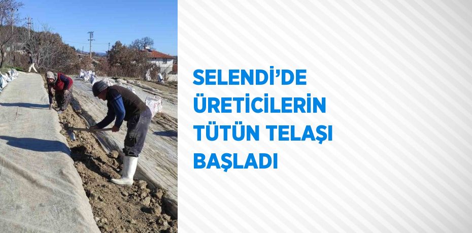 SELENDİ’DE ÜRETİCİLERİN TÜTÜN TELAŞI BAŞLADI