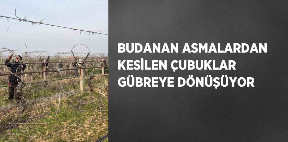 BUDANAN ASMALARDAN KESİLEN ÇUBUKLAR GÜBREYE DÖNÜŞÜYOR