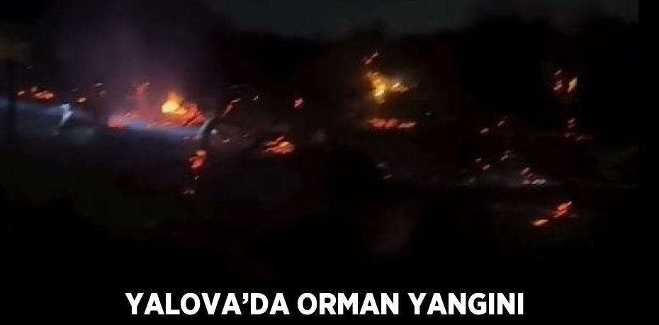 YALOVA’DA ORMAN YANGINI