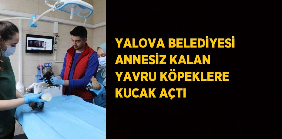 YALOVA BELEDİYESİ ANNESİZ KALAN YAVRU KÖPEKLERE KUCAK AÇTI