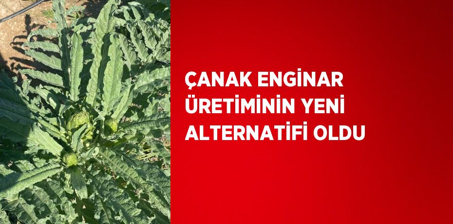 ÇANAK ENGİNAR ÜRETİMİNİN YENİ ALTERNATİFİ OLDU