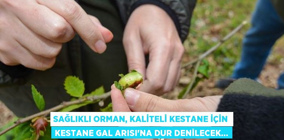 SAĞLIKLI ORMAN, KALİTELİ KESTANE İÇİN KESTANE GAL ARISI’NA DUR DENİLECEK…