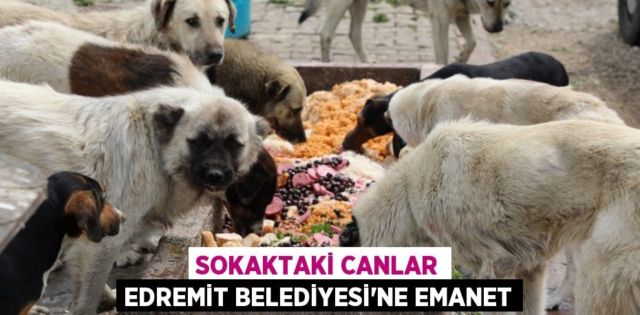 SOKAKTAKİ CANLAR EDREMİT BELEDİYESİ’NE EMANET