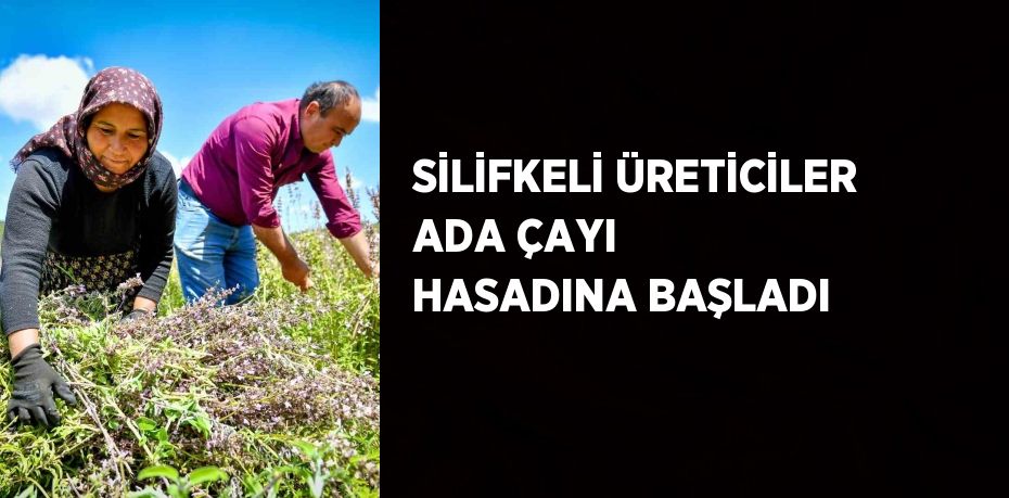 SİLİFKELİ ÜRETİCİLER ADA ÇAYI HASADINA BAŞLADI