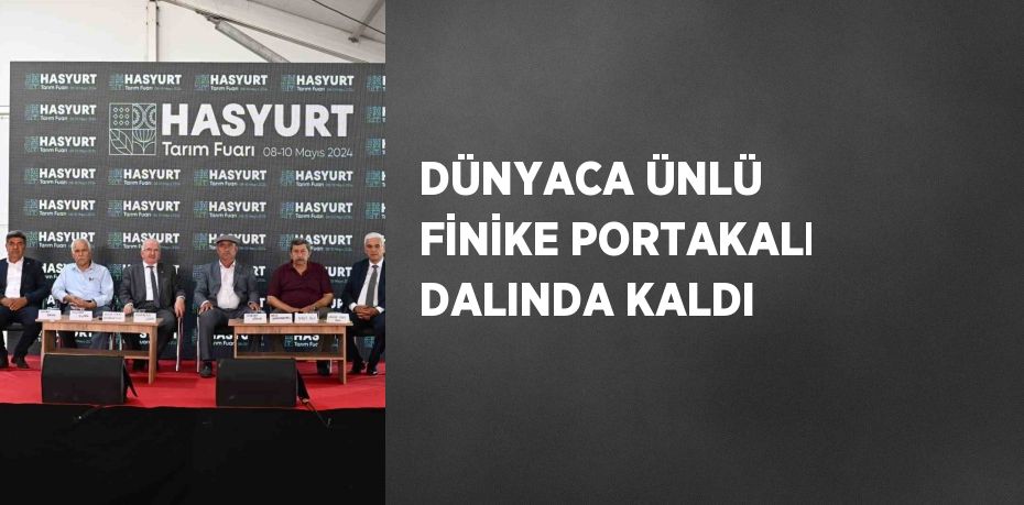 DÜNYACA ÜNLÜ FİNİKE PORTAKALI DALINDA KALDI