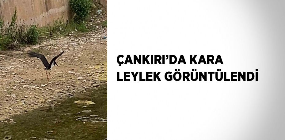 ÇANKIRI’DA KARA LEYLEK GÖRÜNTÜLENDİ