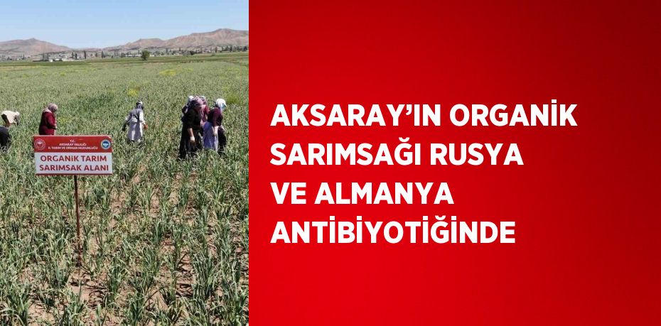 AKSARAY’IN ORGANİK SARIMSAĞI RUSYA VE ALMANYA ANTİBİYOTİĞİNDE