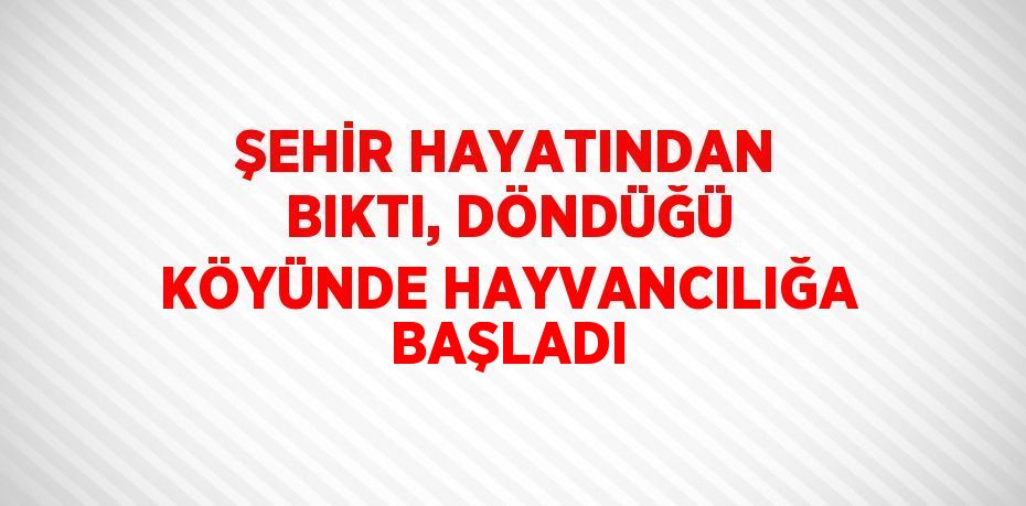 ŞEHİR HAYATINDAN BIKTI, DÖNDÜĞÜ KÖYÜNDE HAYVANCILIĞA BAŞLADI