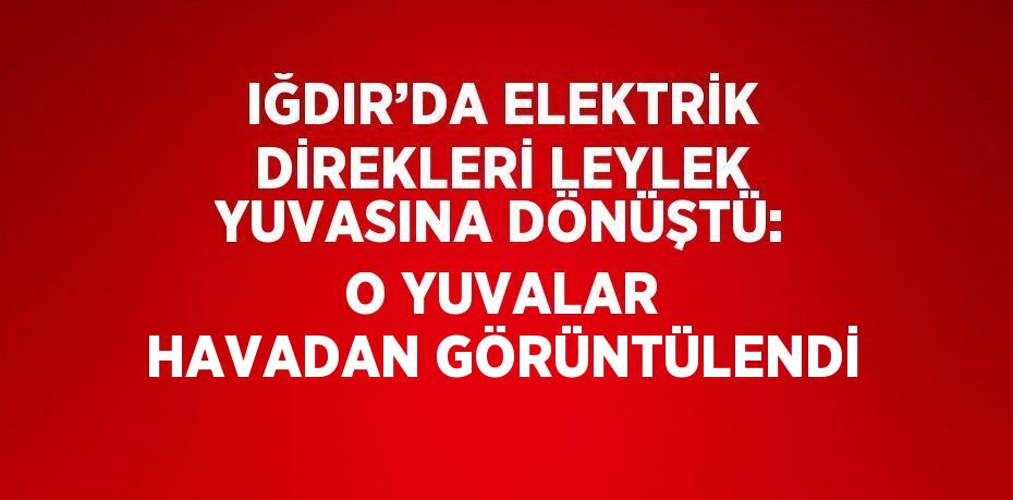 IĞDIR’DA ELEKTRİK DİREKLERİ LEYLEK YUVASINA DÖNÜŞTÜ: O YUVALAR HAVADAN GÖRÜNTÜLENDİ