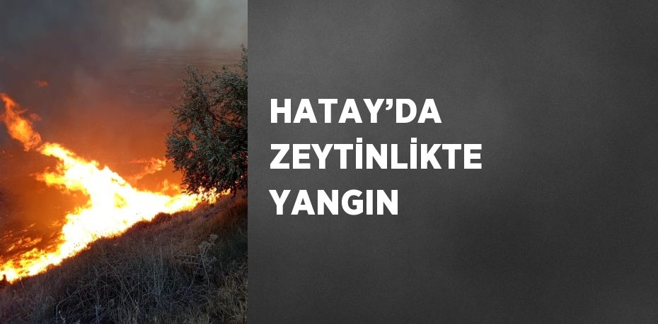 HATAY’DA ZEYTİNLİKTE YANGIN