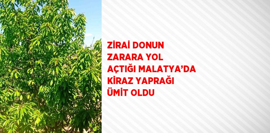 ZİRAİ DONUN ZARARA YOL AÇTIĞI MALATYA’DA KİRAZ YAPRAĞI ÜMİT OLDU